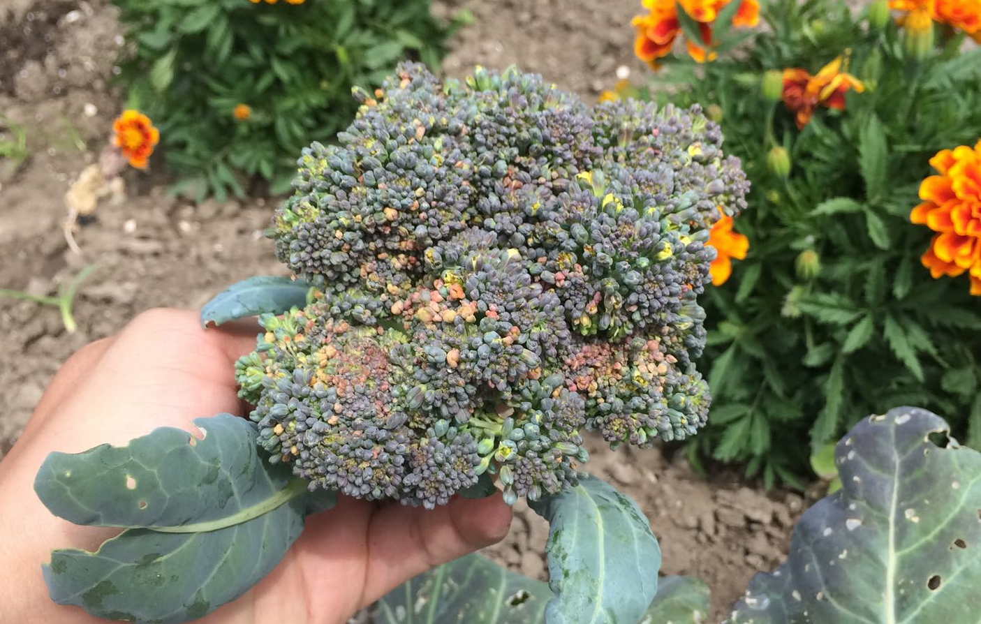 broccoli oogsten
