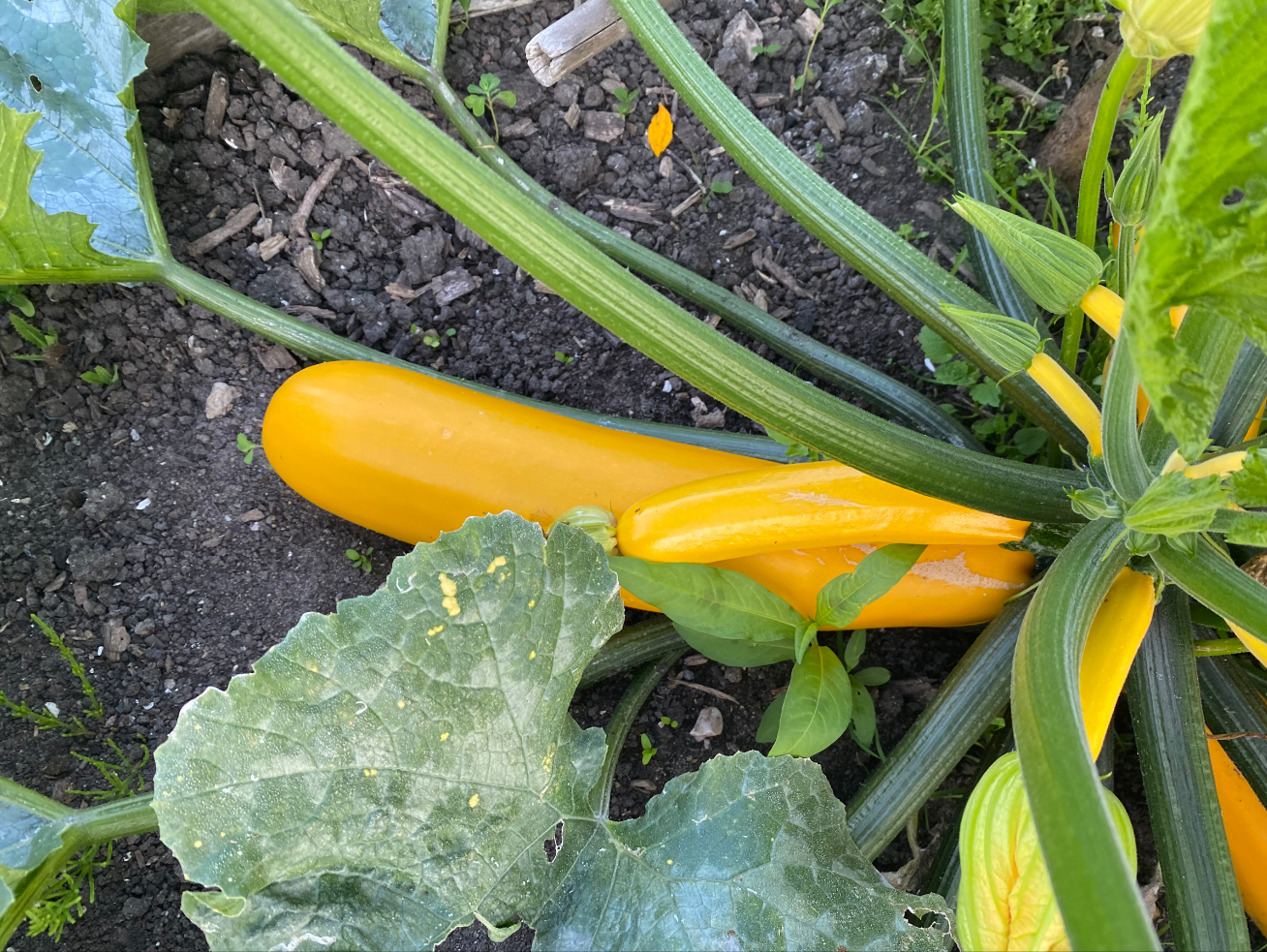 Courgette combinatieteelt