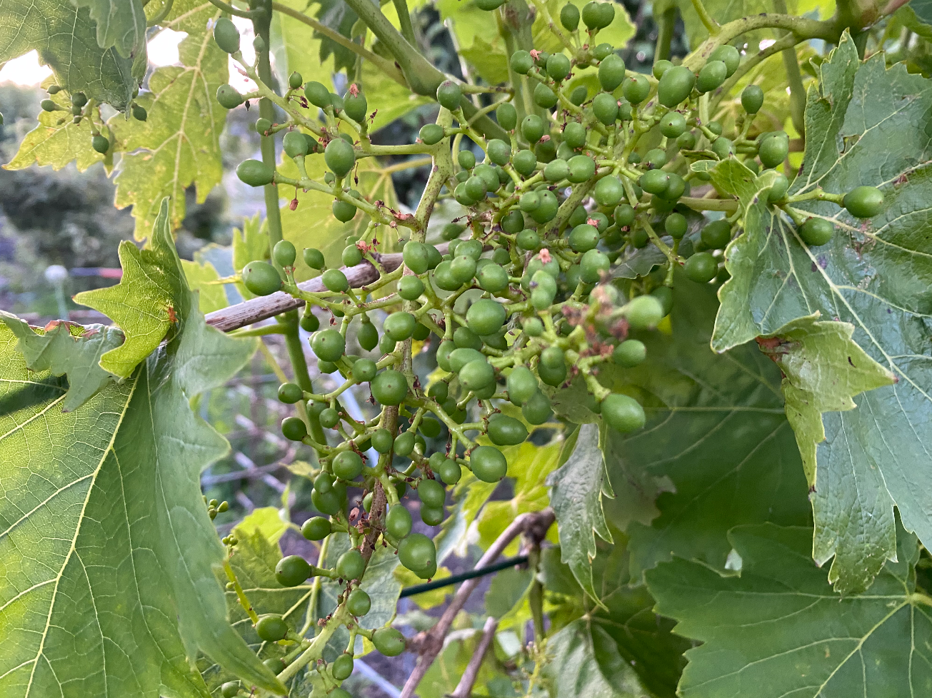 Druiven in de moestuin