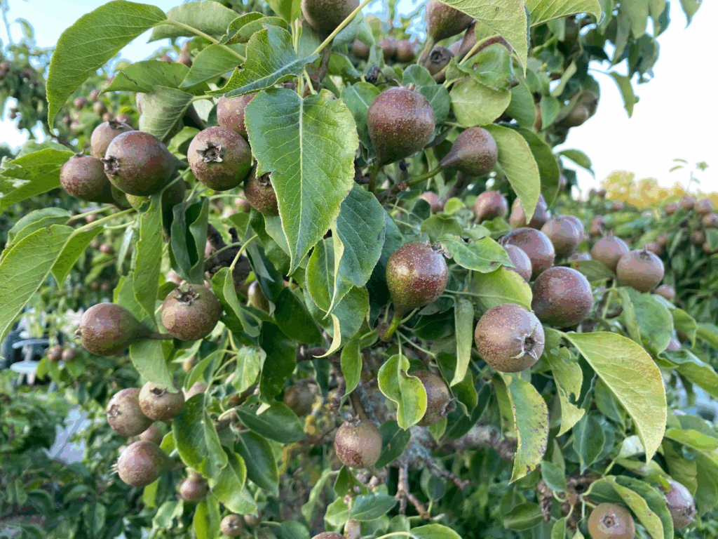 Een stoofperenboom kopen