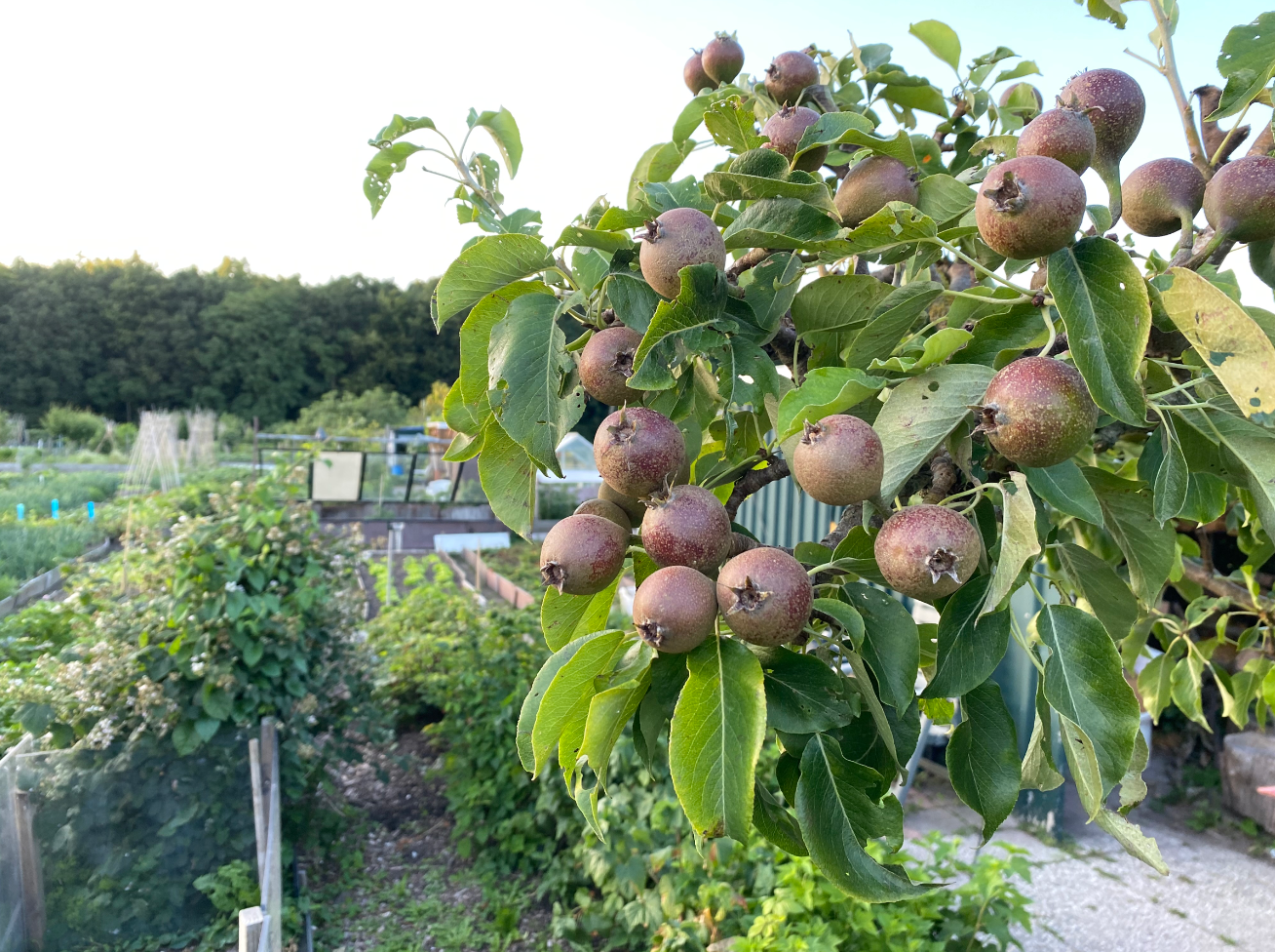 Een stoofperenboom kopen