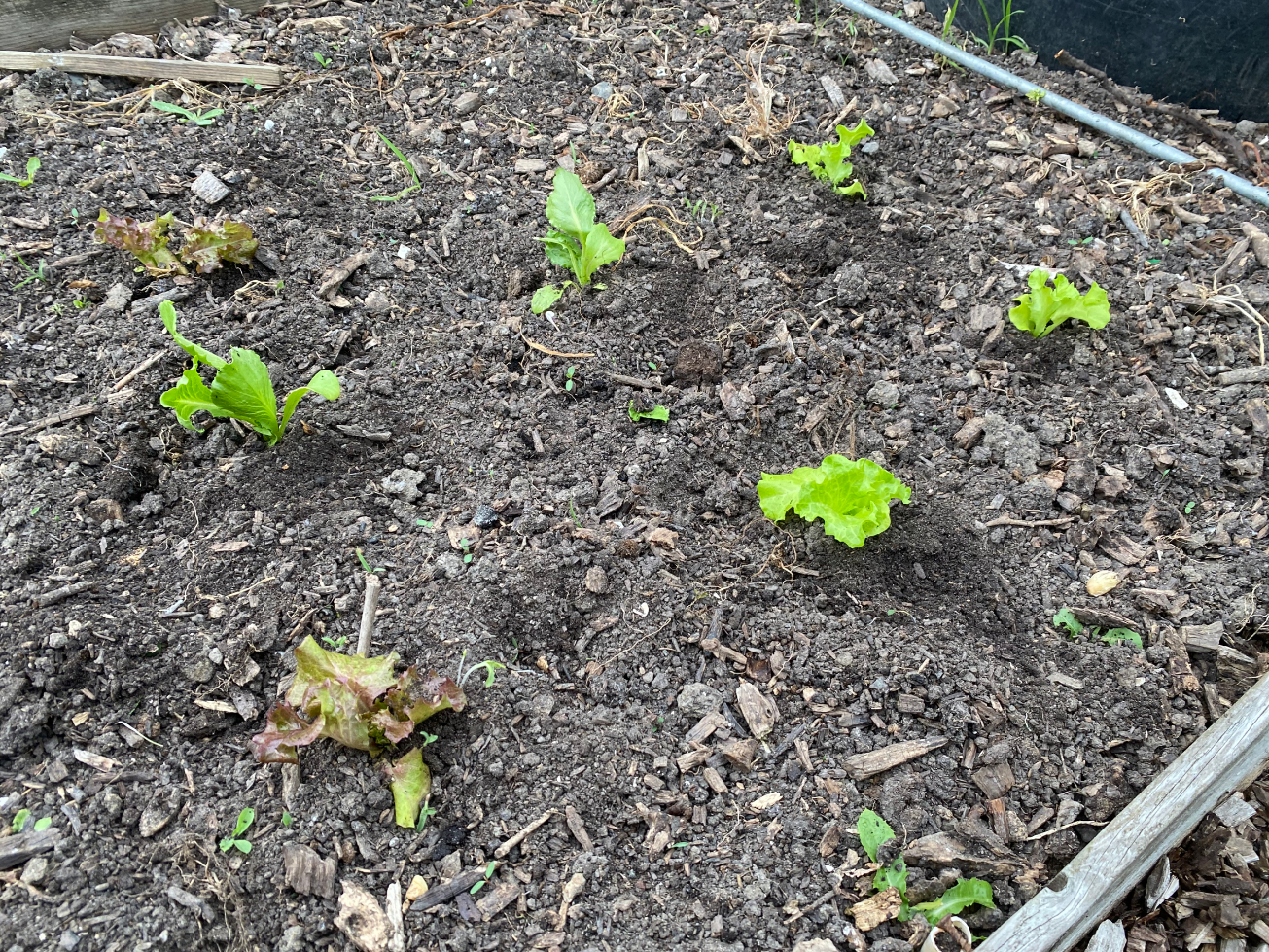 Goedkope zaden voor een moestuin