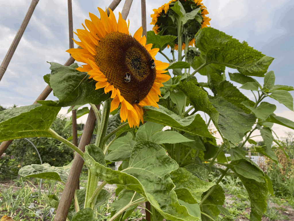 Goedkope zaden voor een moestuin