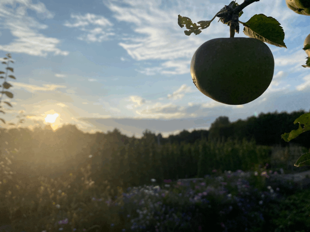 Grote appelboom kopen