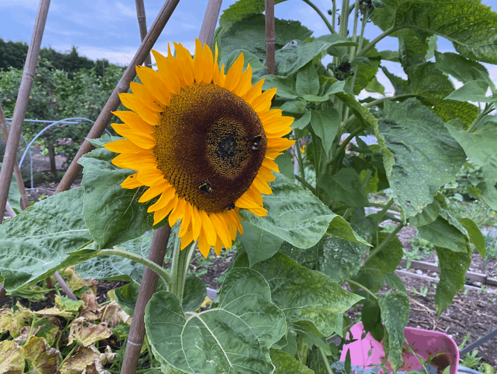 Heeft een zonnebloem veel zon nodig