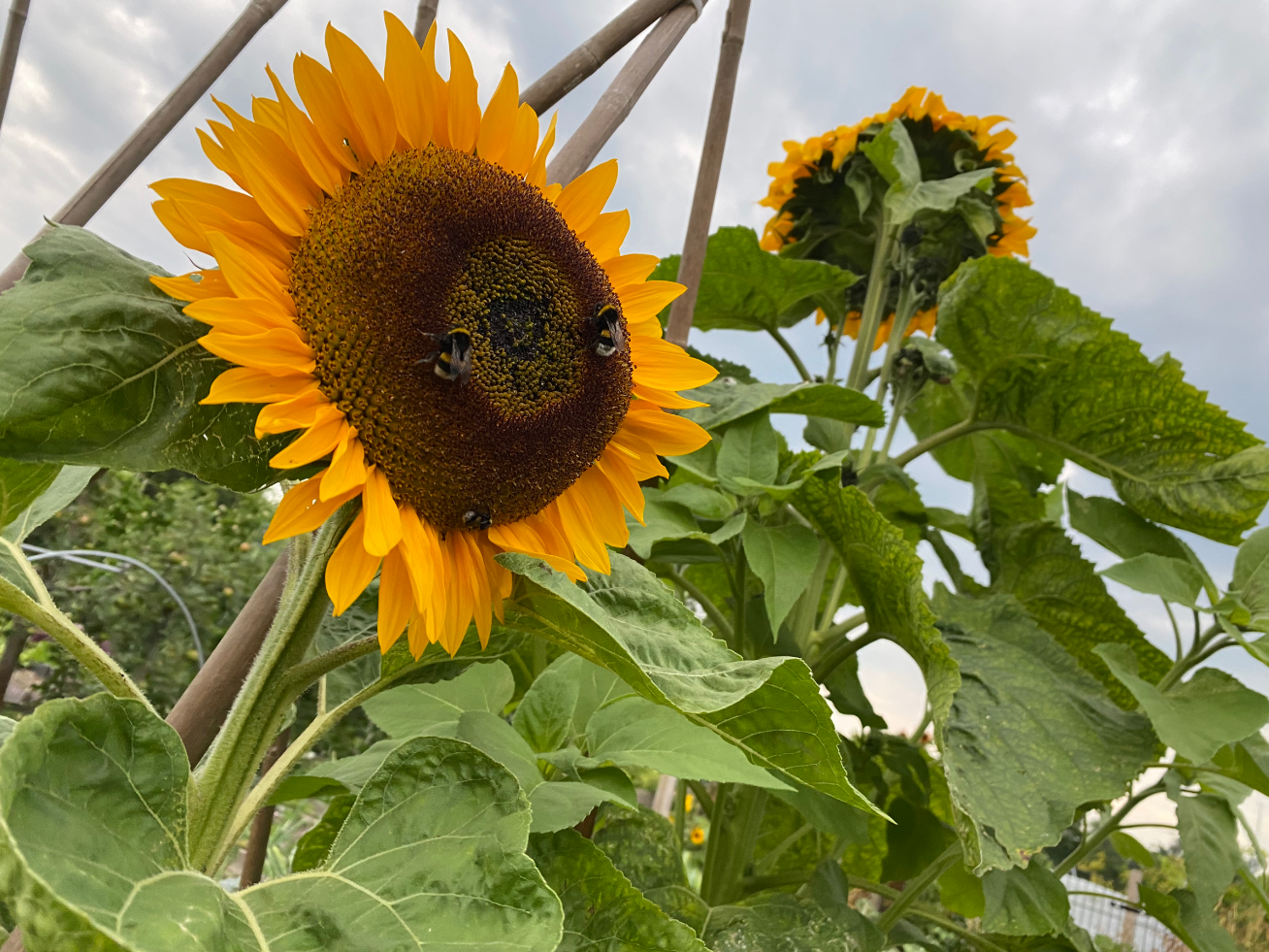 Heeft een zonnebloem veel zon nodig