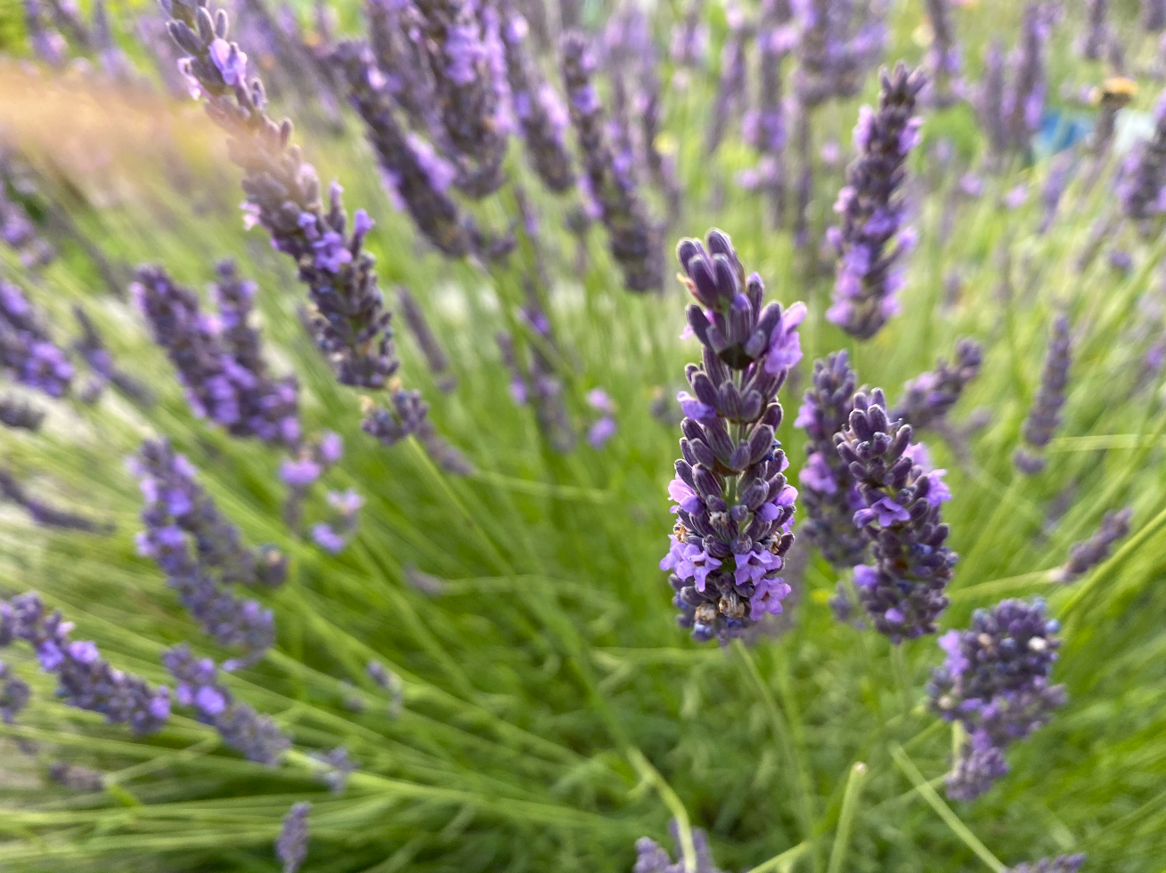 Heeft Lavendel veel water nodig