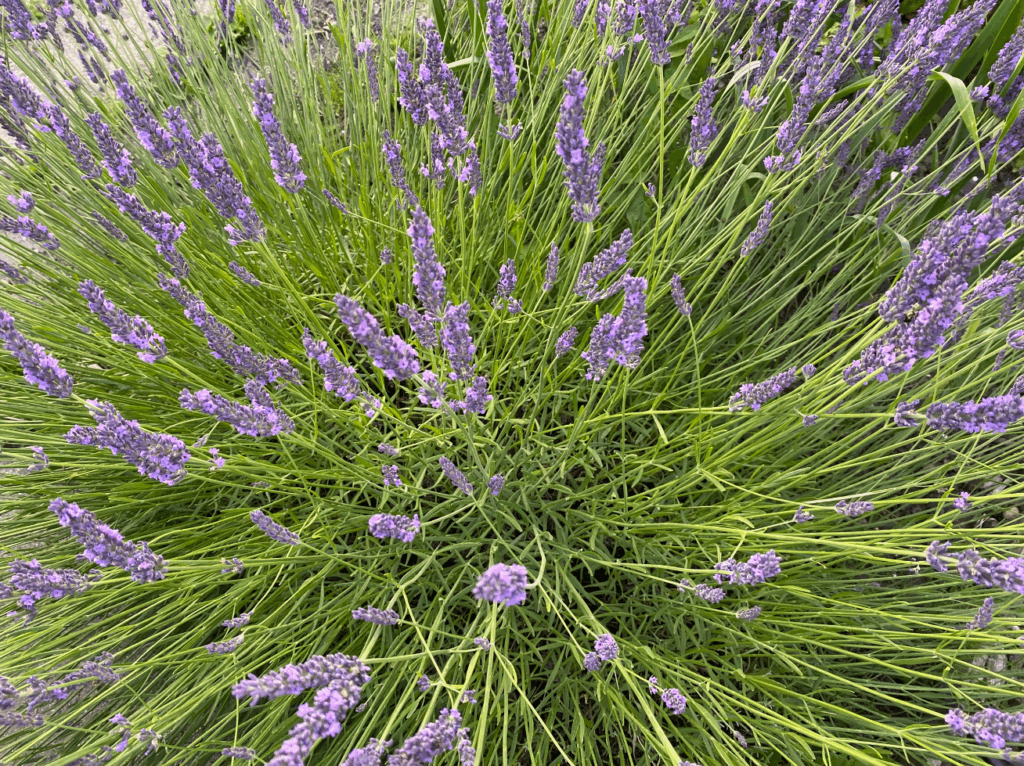 Heeft Lavendel veel water nodig