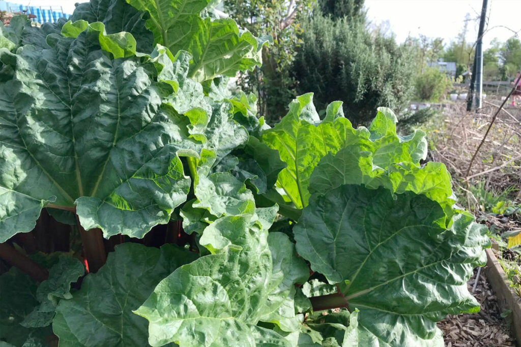 Heeft rabarber compost nodig