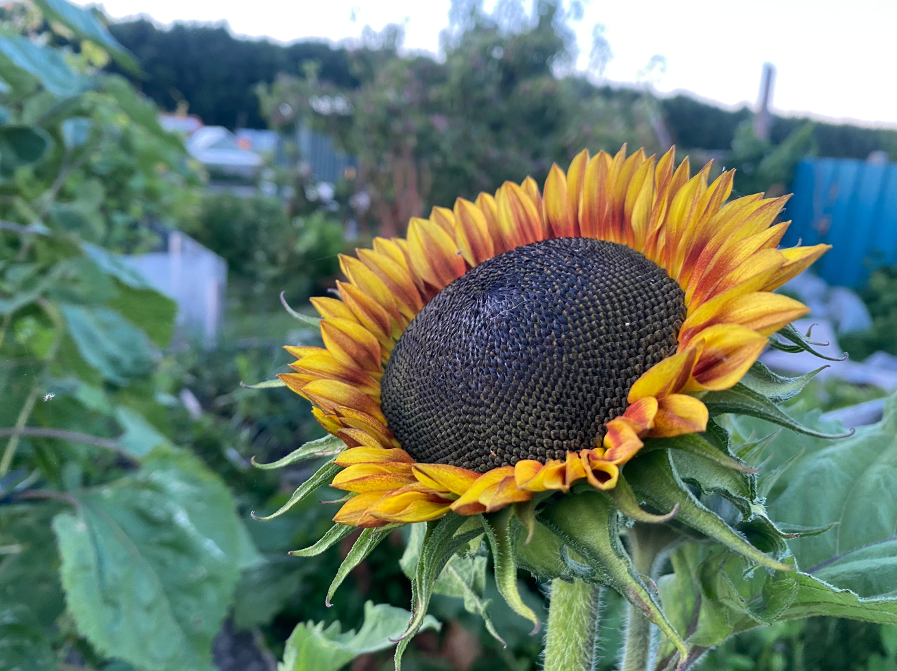 hitte en de moestuin