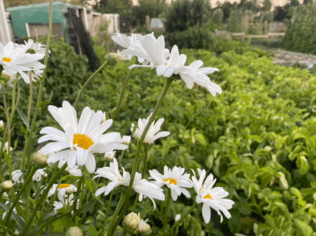 hitte en de moestuin
