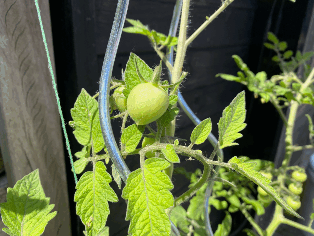 Hoe gebruik ik een tomatenspiraal