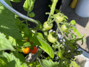 Hoe gebruik ik een tomatenspiraal