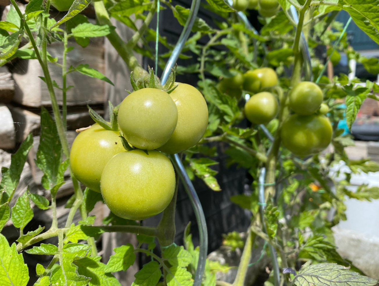 Hoe hoog moet je tomaten laten groeien