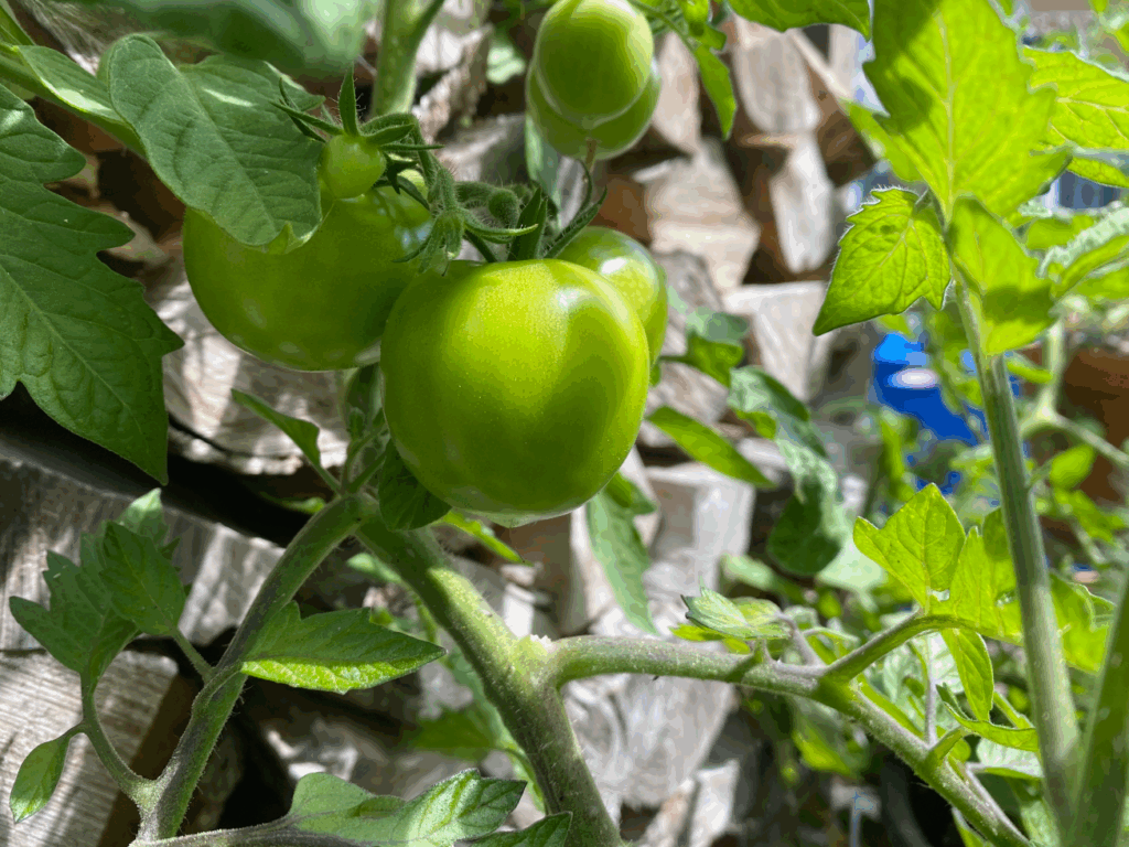 Hoe hoog moet je tomaten laten groeien