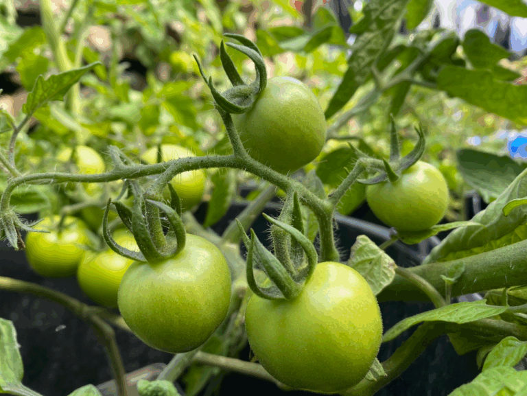 Hoe kan ik tomaten laten klimmen