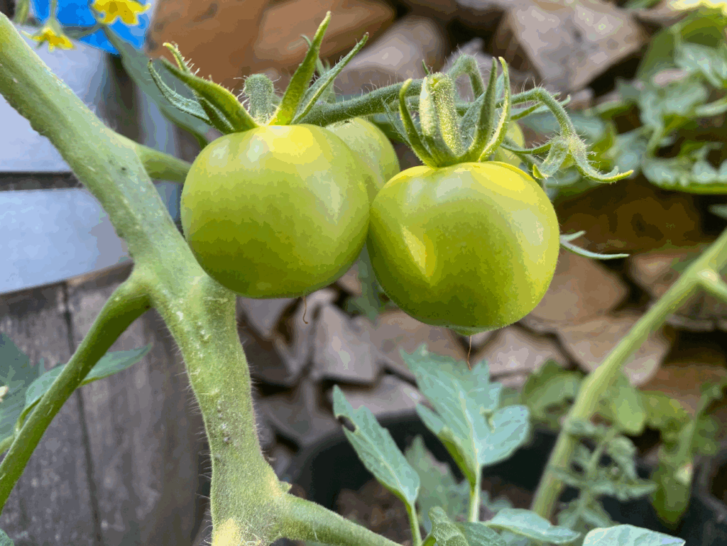 Hoe kweek ik tomaten in een pot