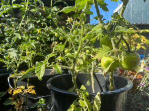 Hoe kweek ik tomaten in een pot