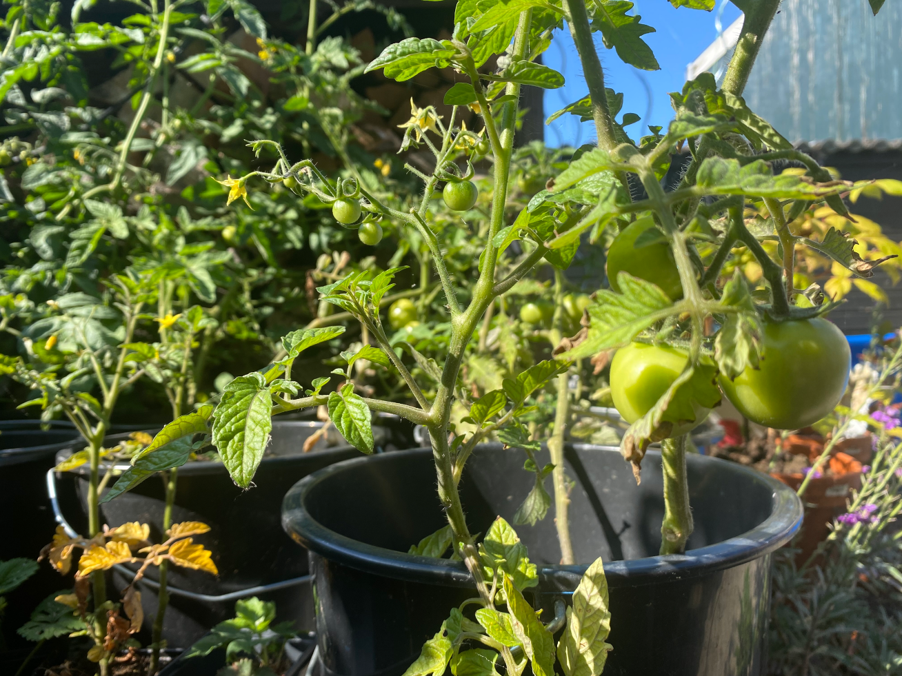 Hoe kweek ik tomaten in een pot