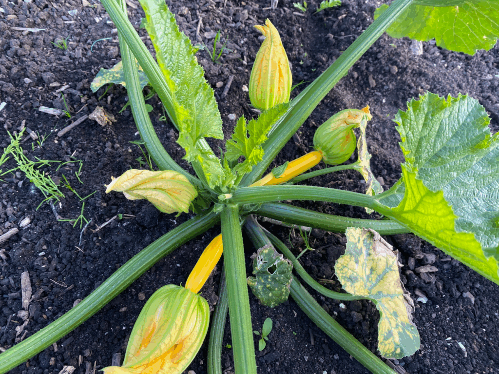 hoe kweek je courgette