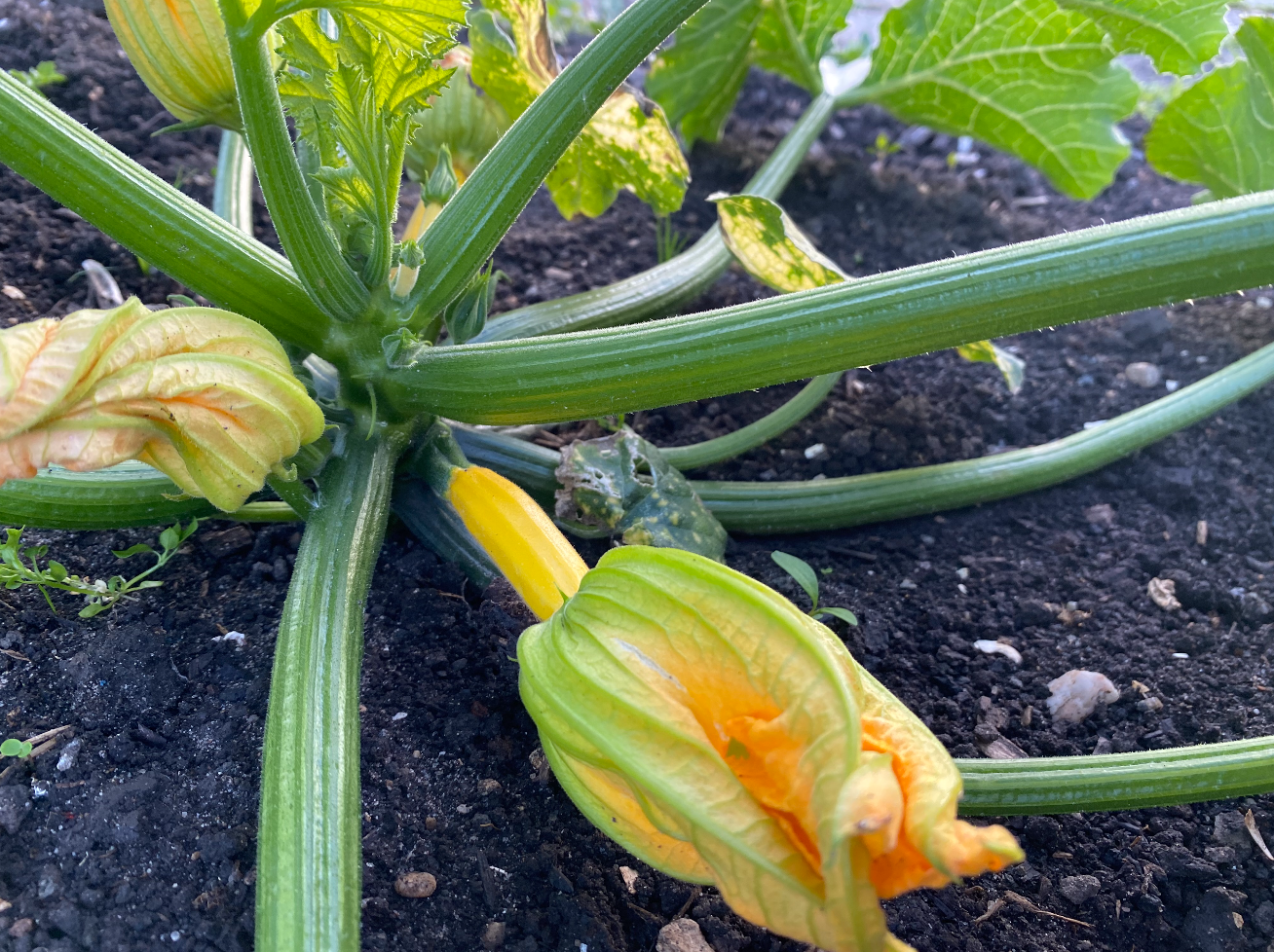 hoe kweek je courgette