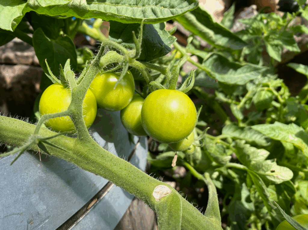 hoe kweek je het beste tomaten