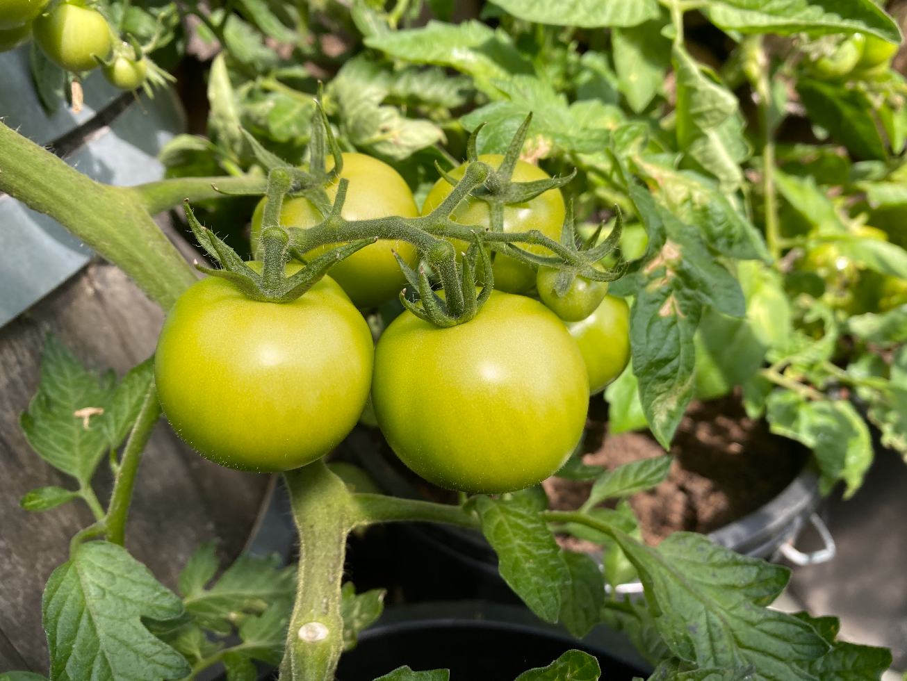 hoe kweek je het beste tomaten