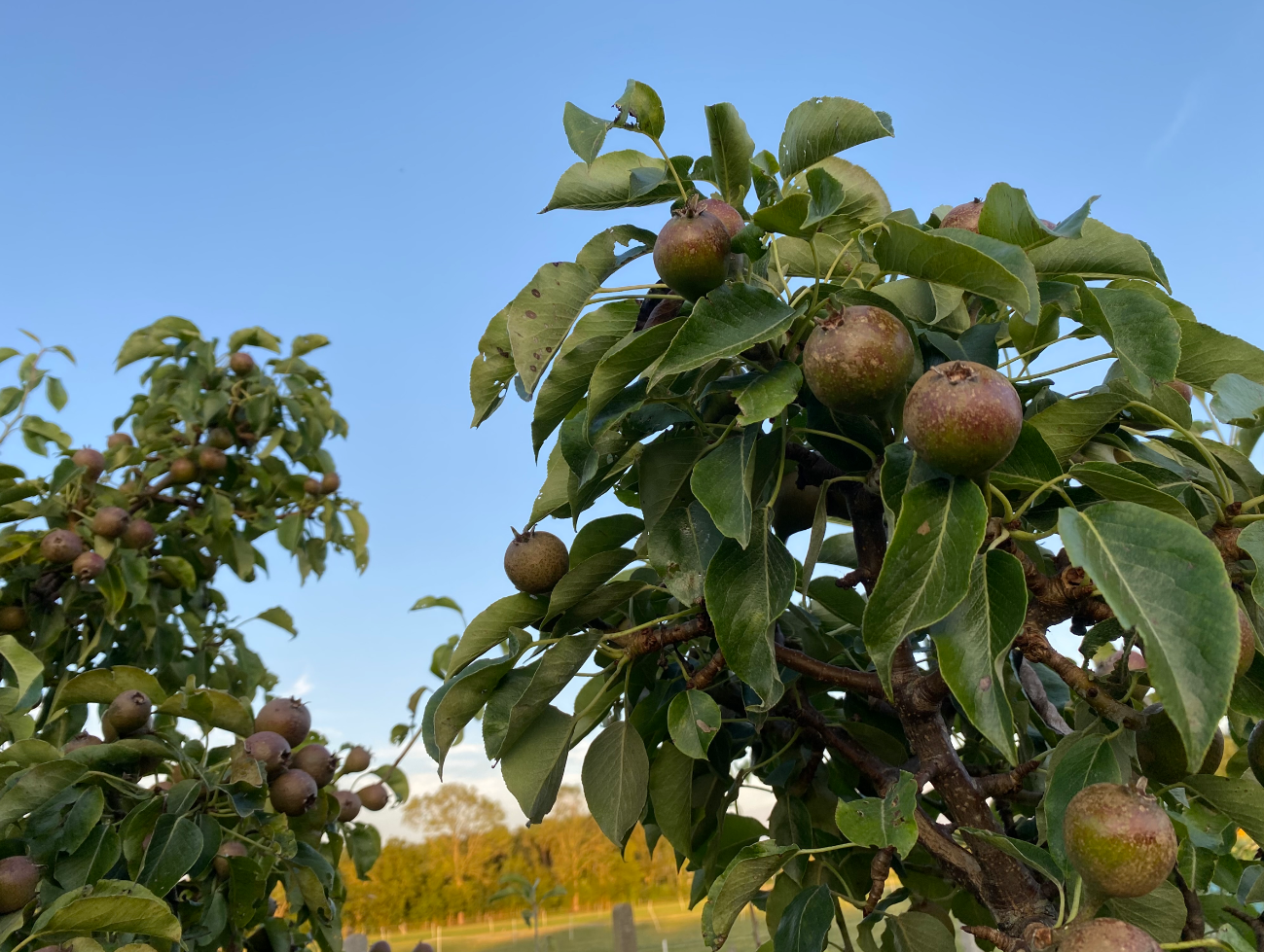 Hoe lang duurt het voordat een perenboom peren geeft