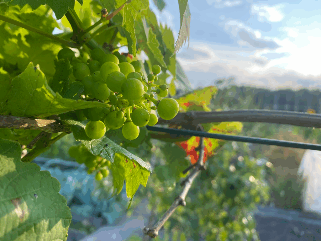 Hoe lang kan een moestuin zonder water