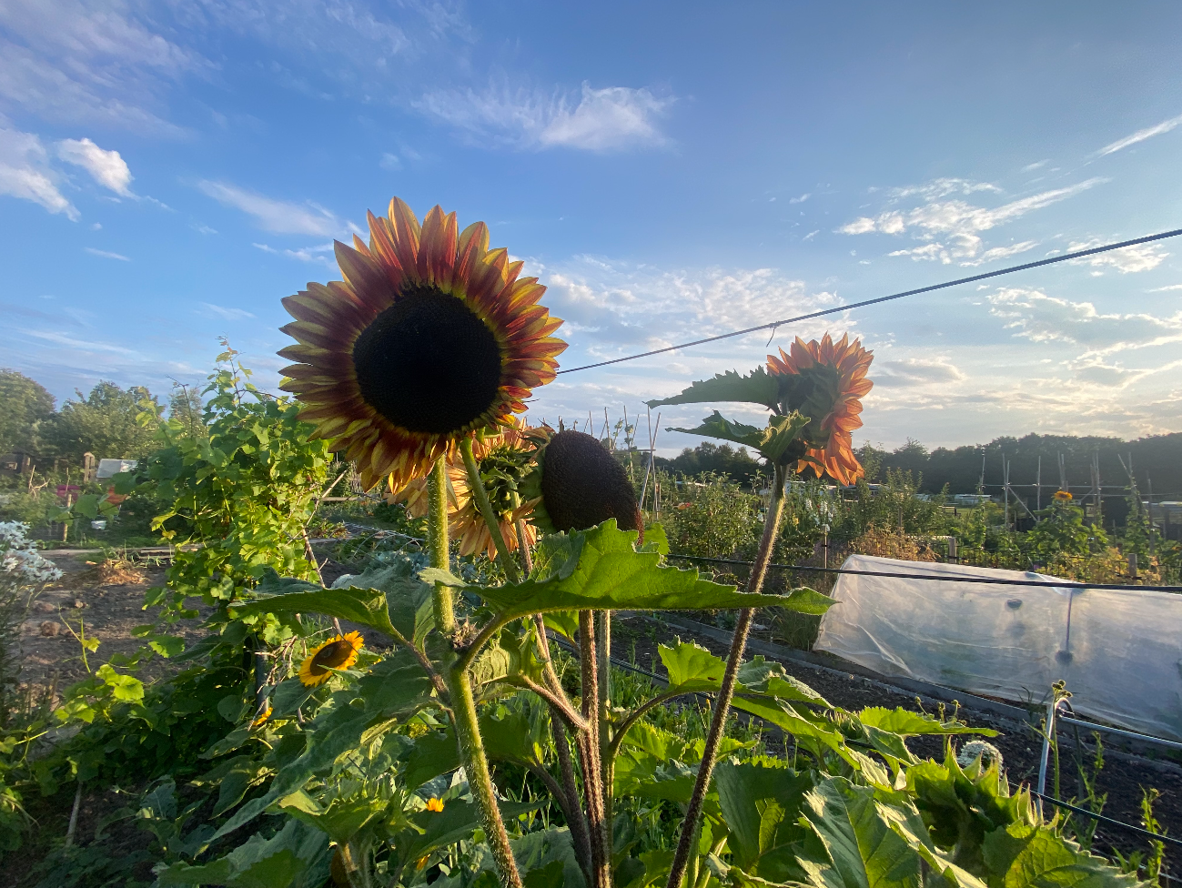 Hoe lang kan een moestuin zonder water