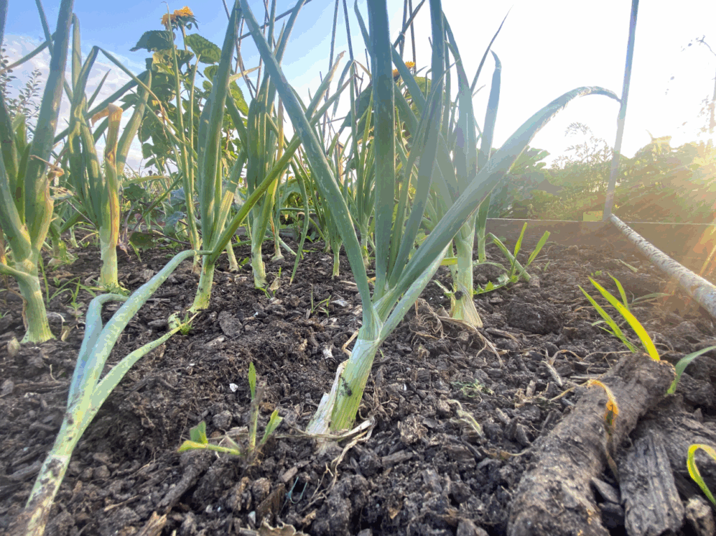 Hoe plant ik plantuien