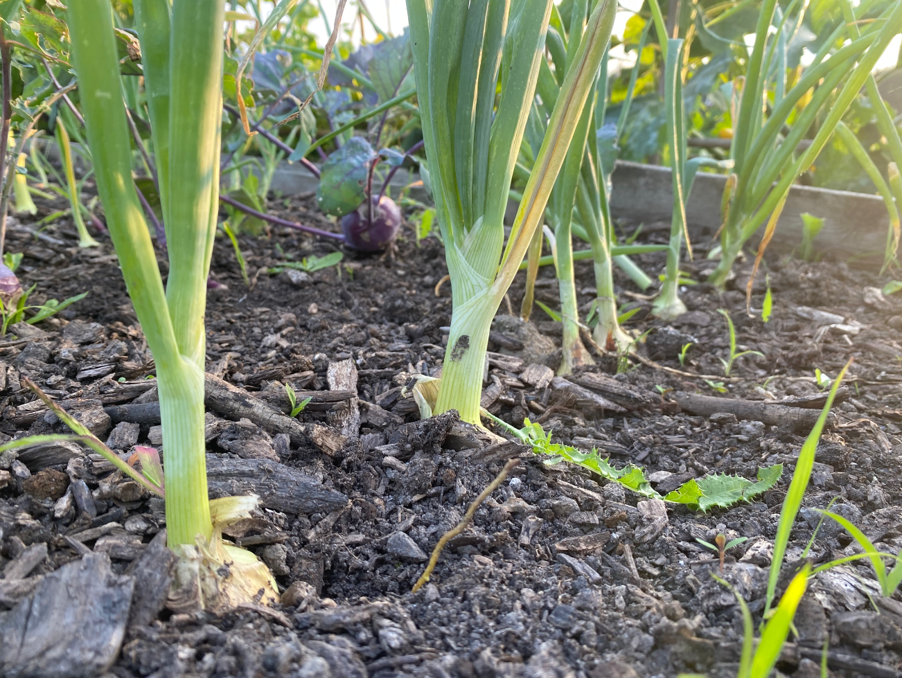 Hoe plant ik plantuien