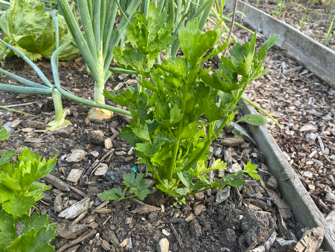 Hoe ver moet je knolselderij uit elkaar planten