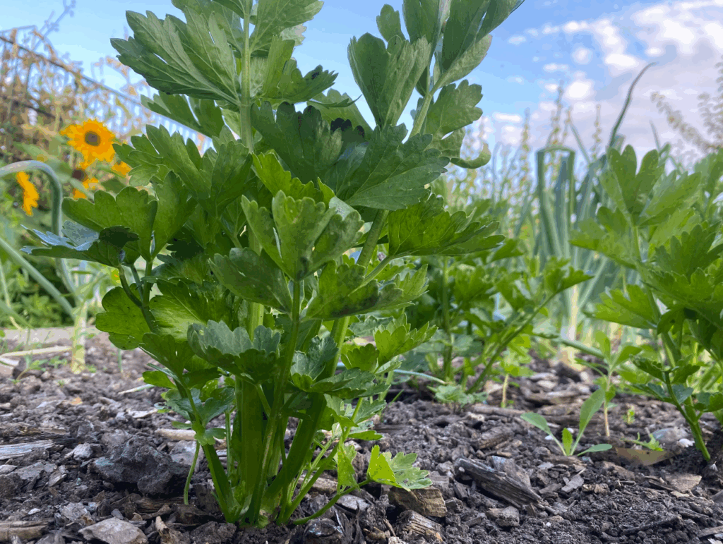 Hoe ver moet je knolselderij uit elkaar planten