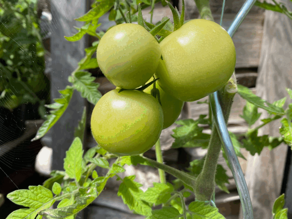 Hoeveel blad verwijderen bij tomaten