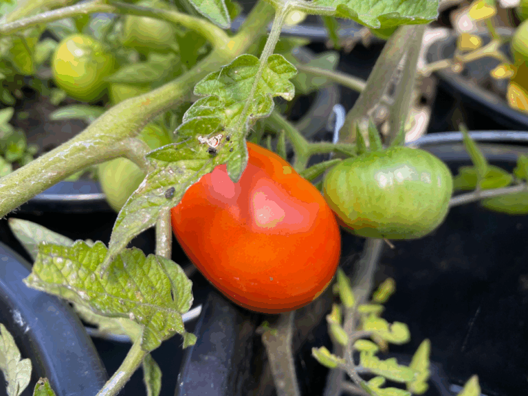 Hoeveel blad verwijderen bij tomaten