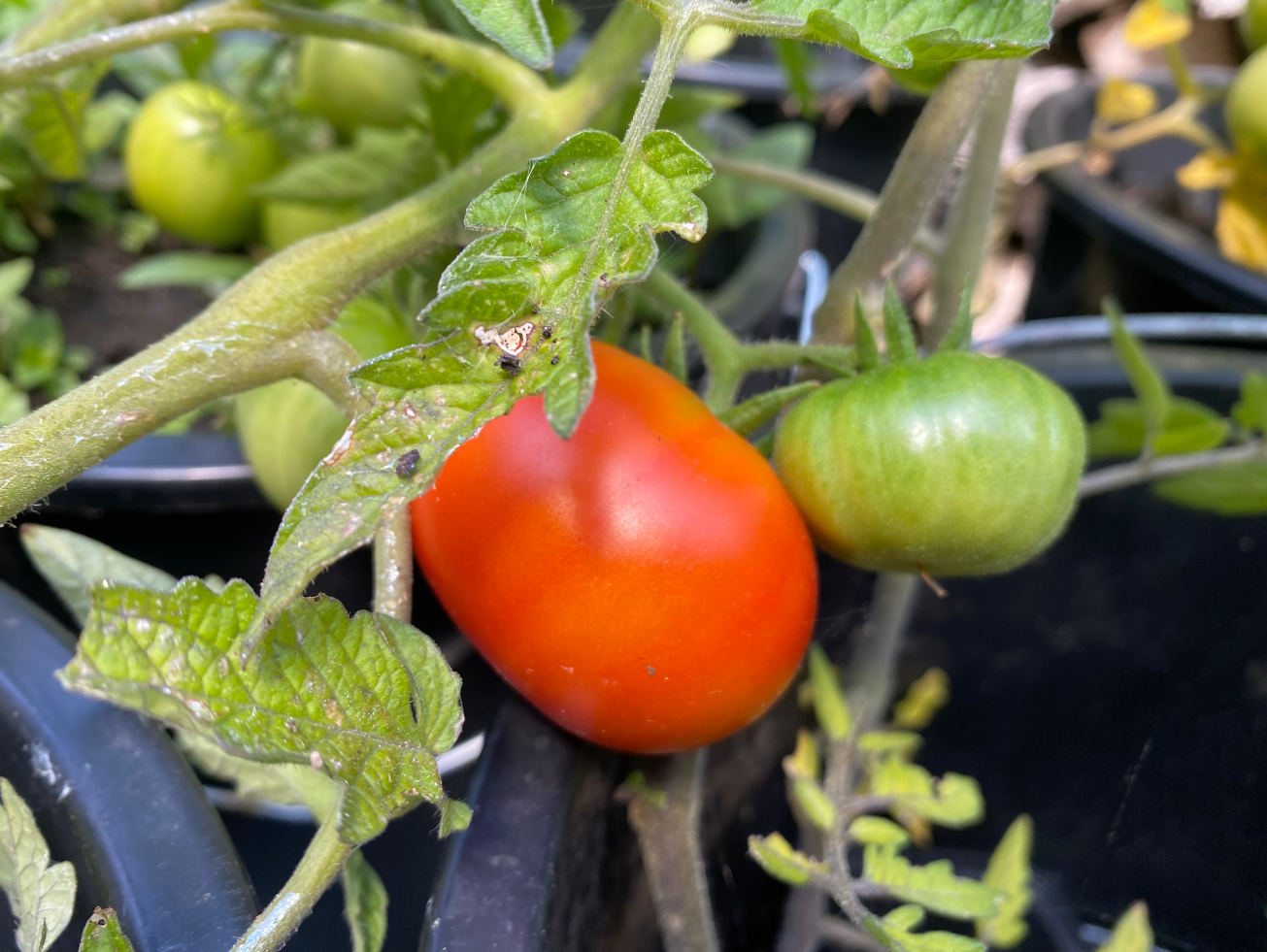 Hoeveel blad verwijderen bij tomaten