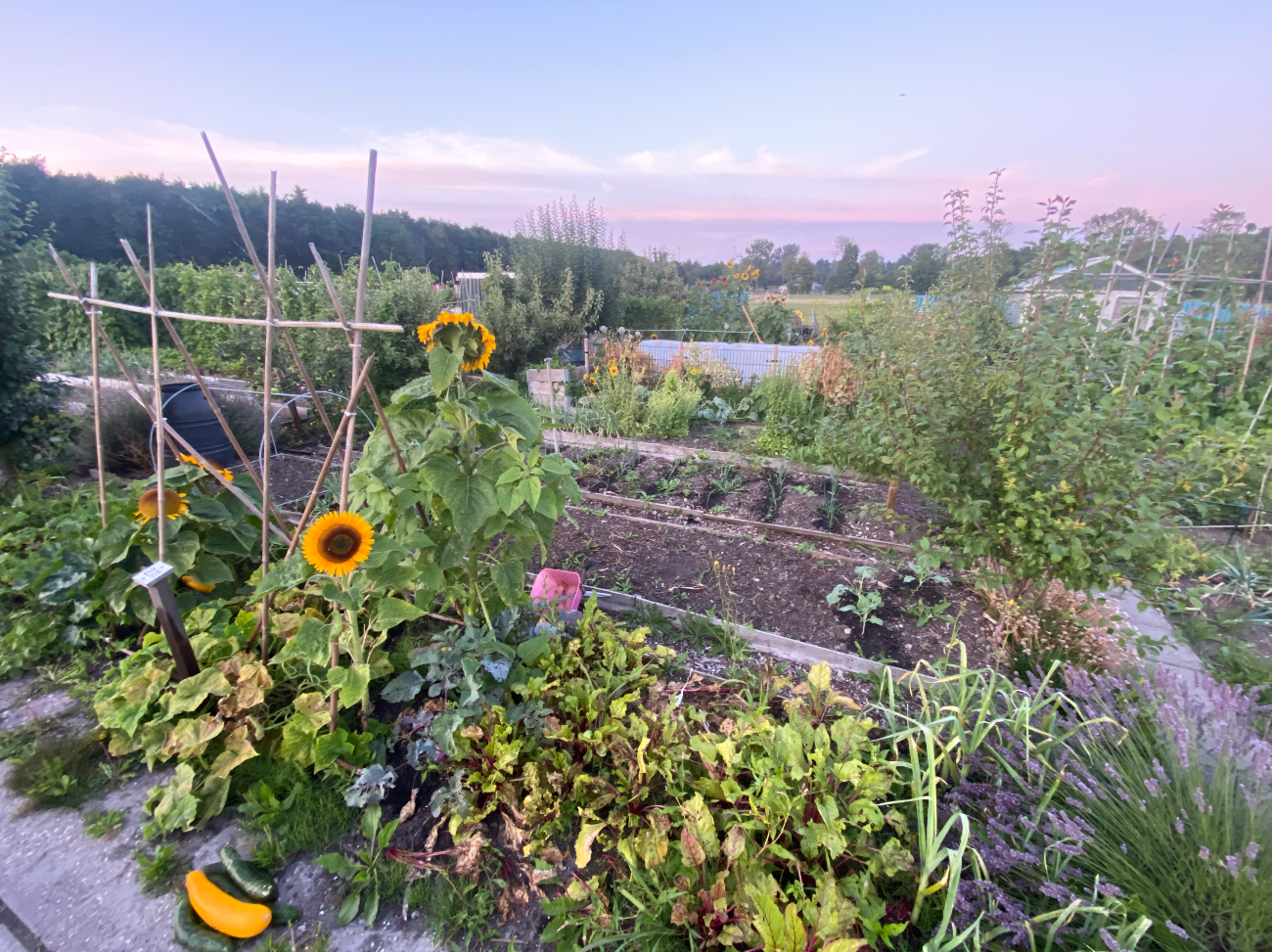 Hoeveel tijd ben je kwijt aan een moestuin