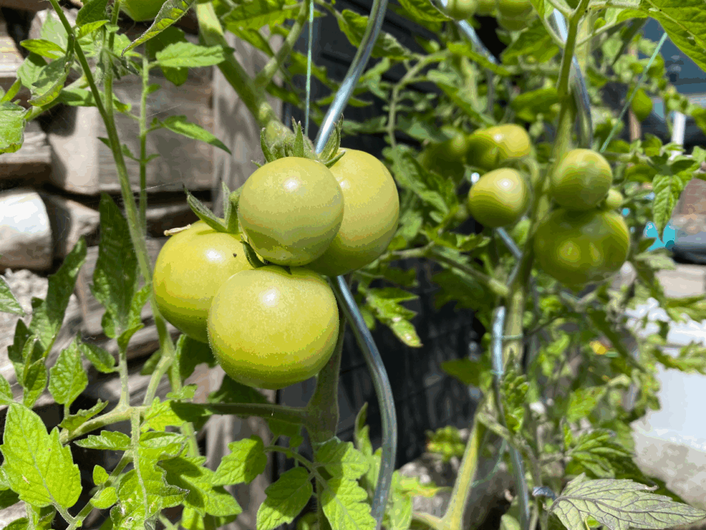 Hoeveel tijd ben je kwijt aan een moestuin