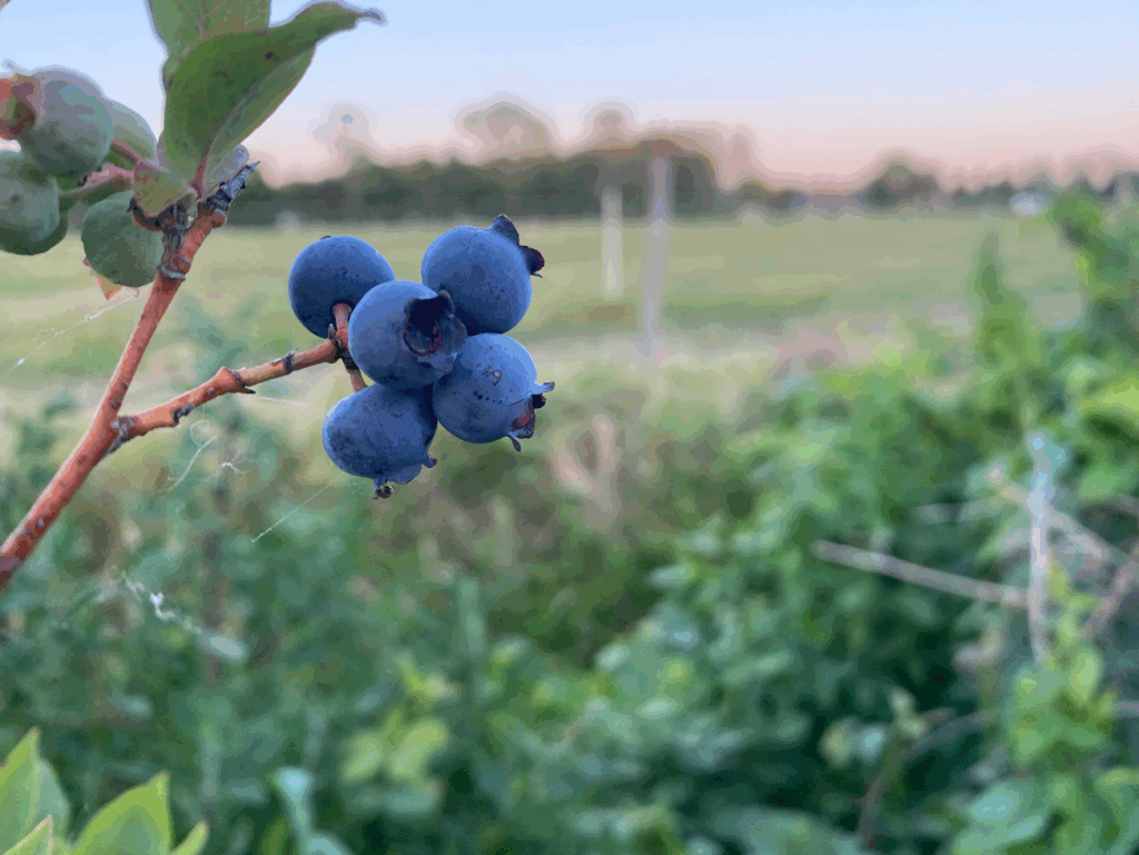 Hoeveel water heeft een blauwe bes nodig