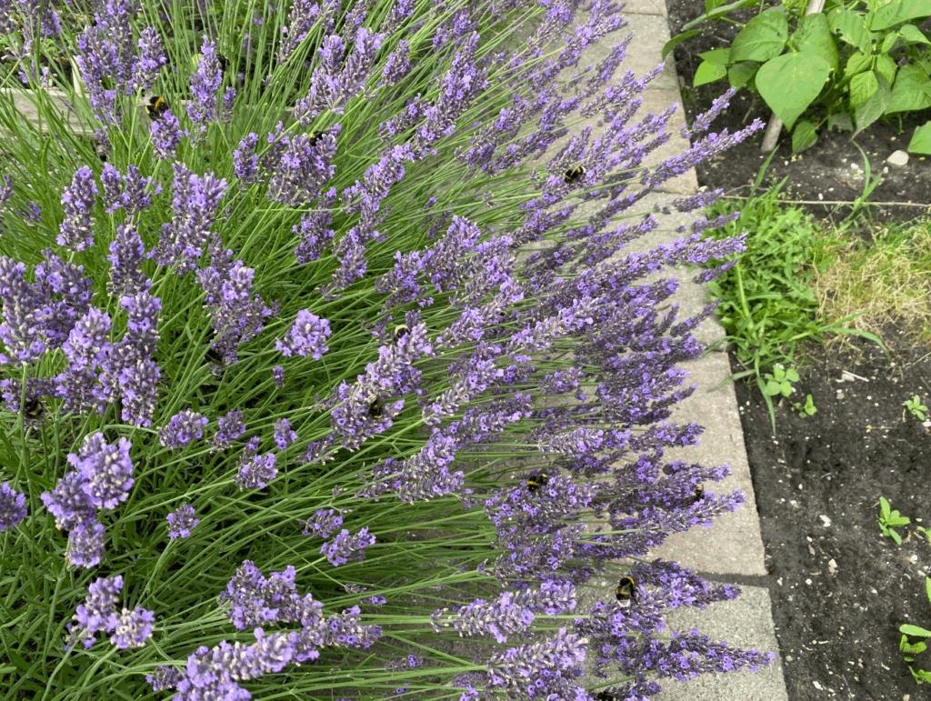 Hommels en lavendel