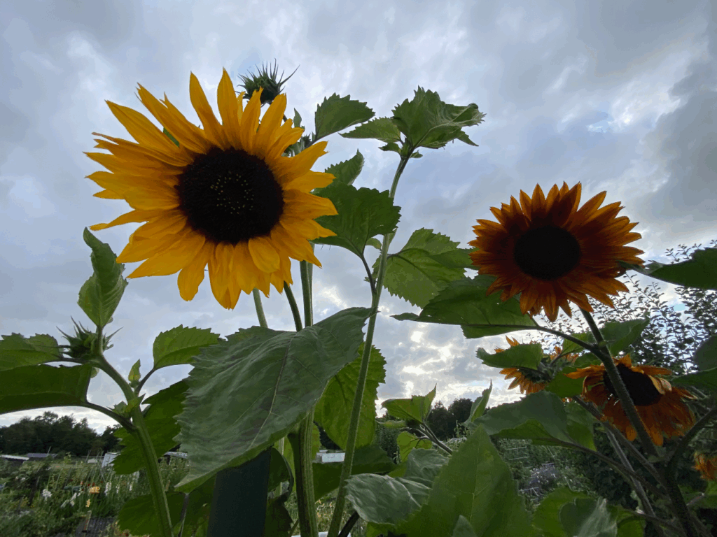 hommels en zonnebloemen
