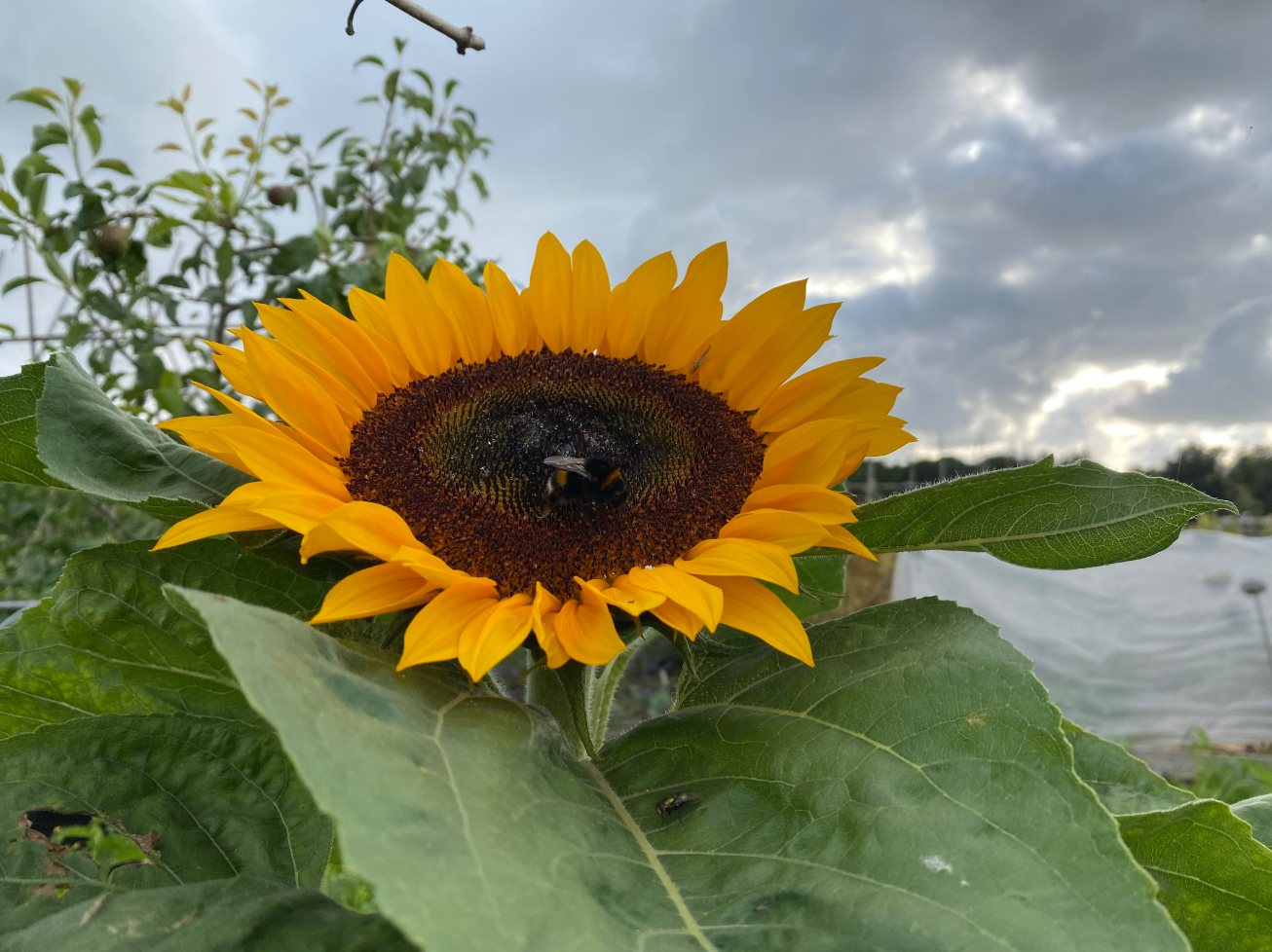 hommels en zonnebloemen