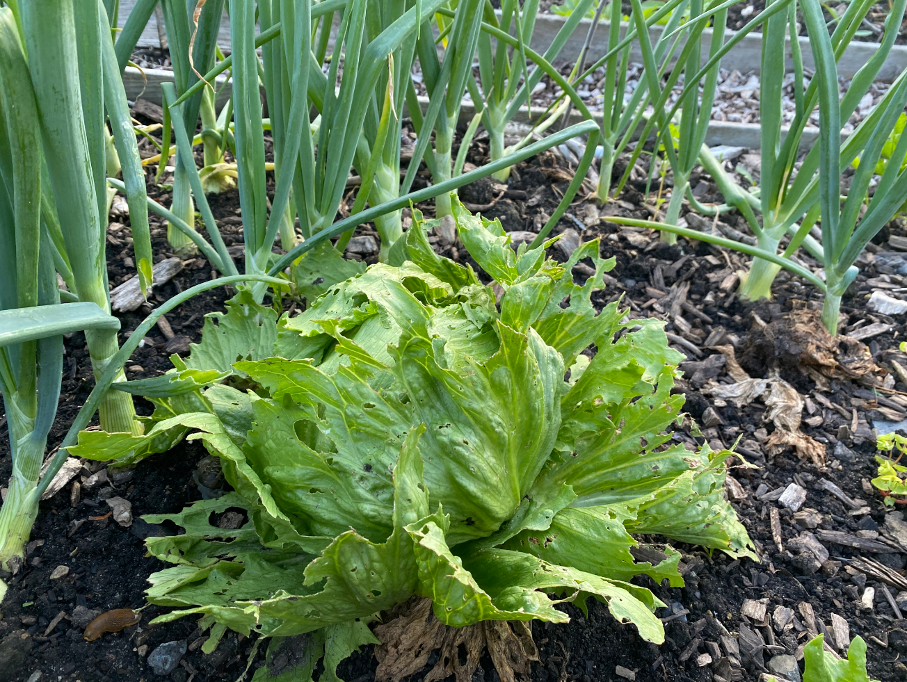 ijsbergsla kweken