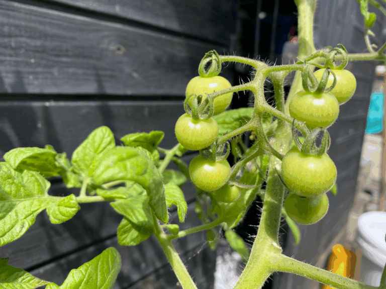 In welke maand plant je tomaten