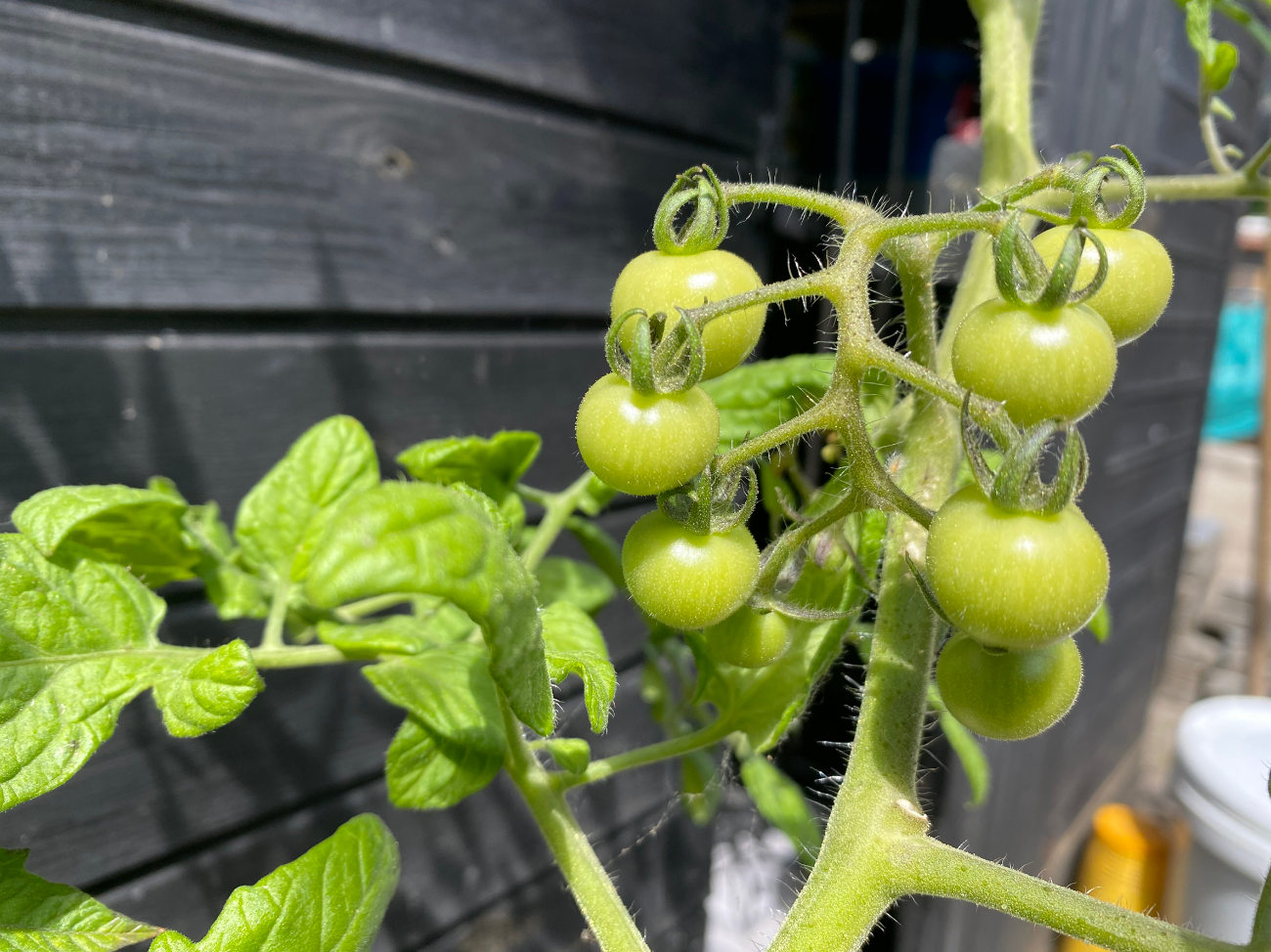 In welke maand plant je tomaten