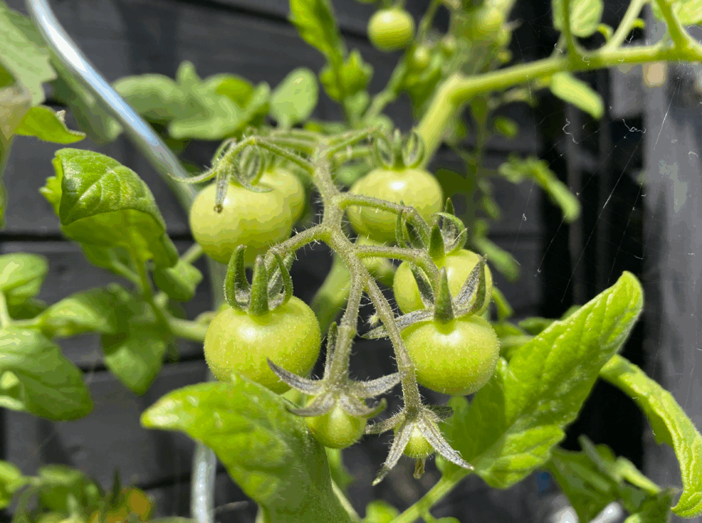 In welke maand plant je tomaten