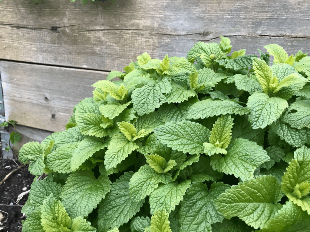 Is citroenmelisse winterhard