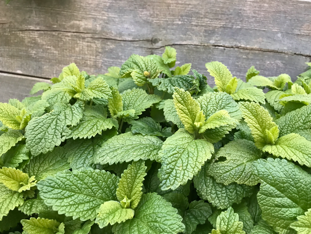 Is citroenmelisse winterhard