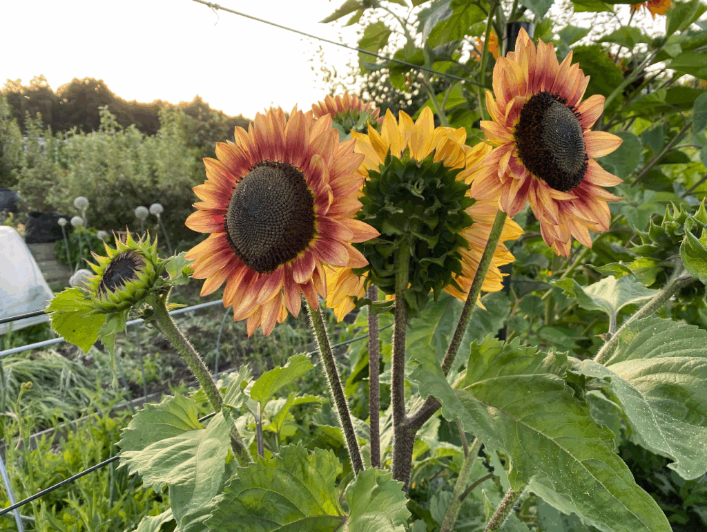 Is de zonnebloem een vaste plant